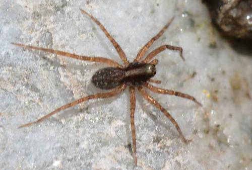 Xerolycosa (miniata-nemoralis)